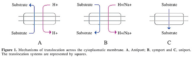 Antiport Symport Uniport