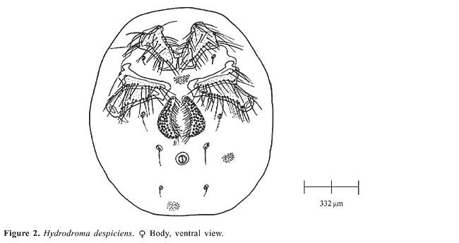 has a diploid number of 2n