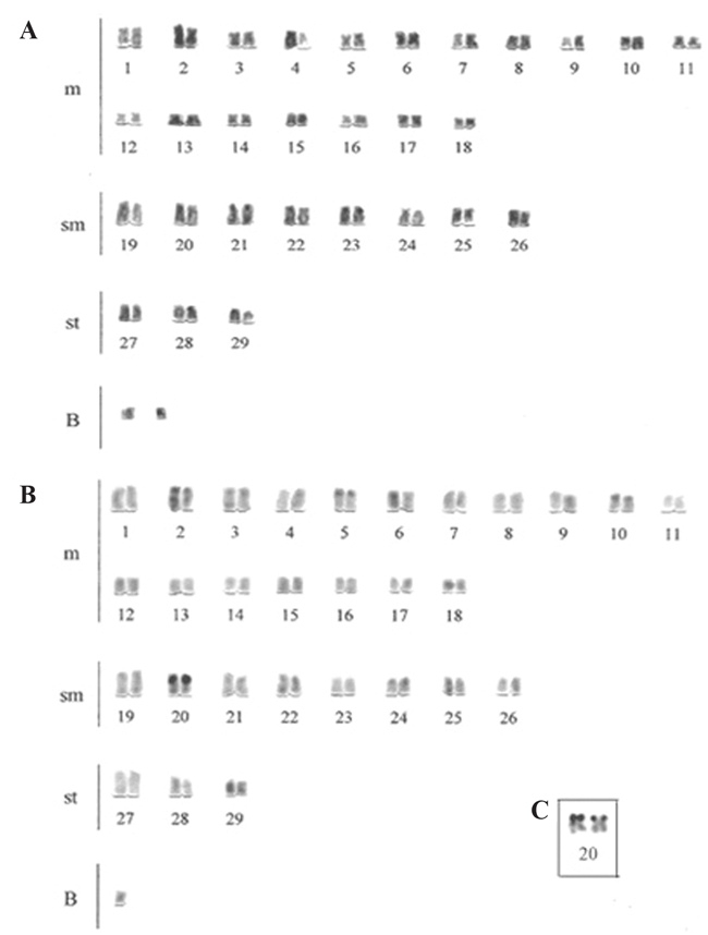 C Banding